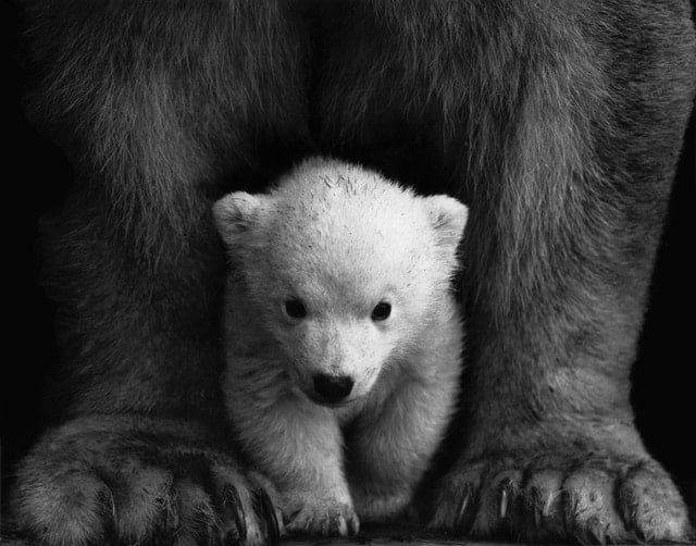 bear versus bare in English spelling